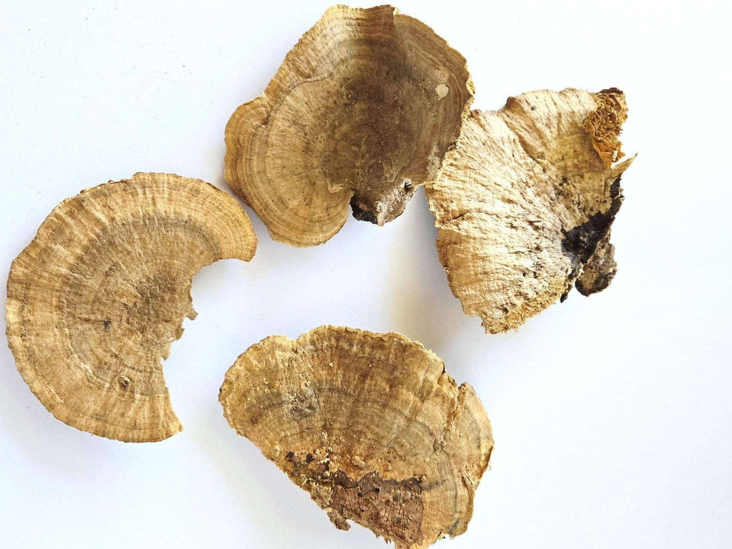 Sponge Mushroom Caps - IHEARTBUGS, INC.