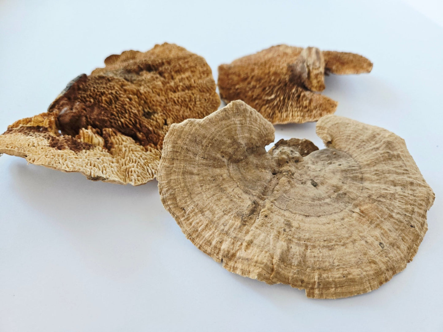 Sponge Mushroom Caps - IHEARTBUGS, INC.