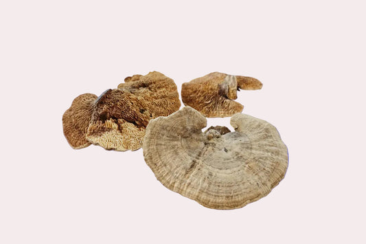 Sponge Mushroom Caps - IHEARTBUGS, INC.