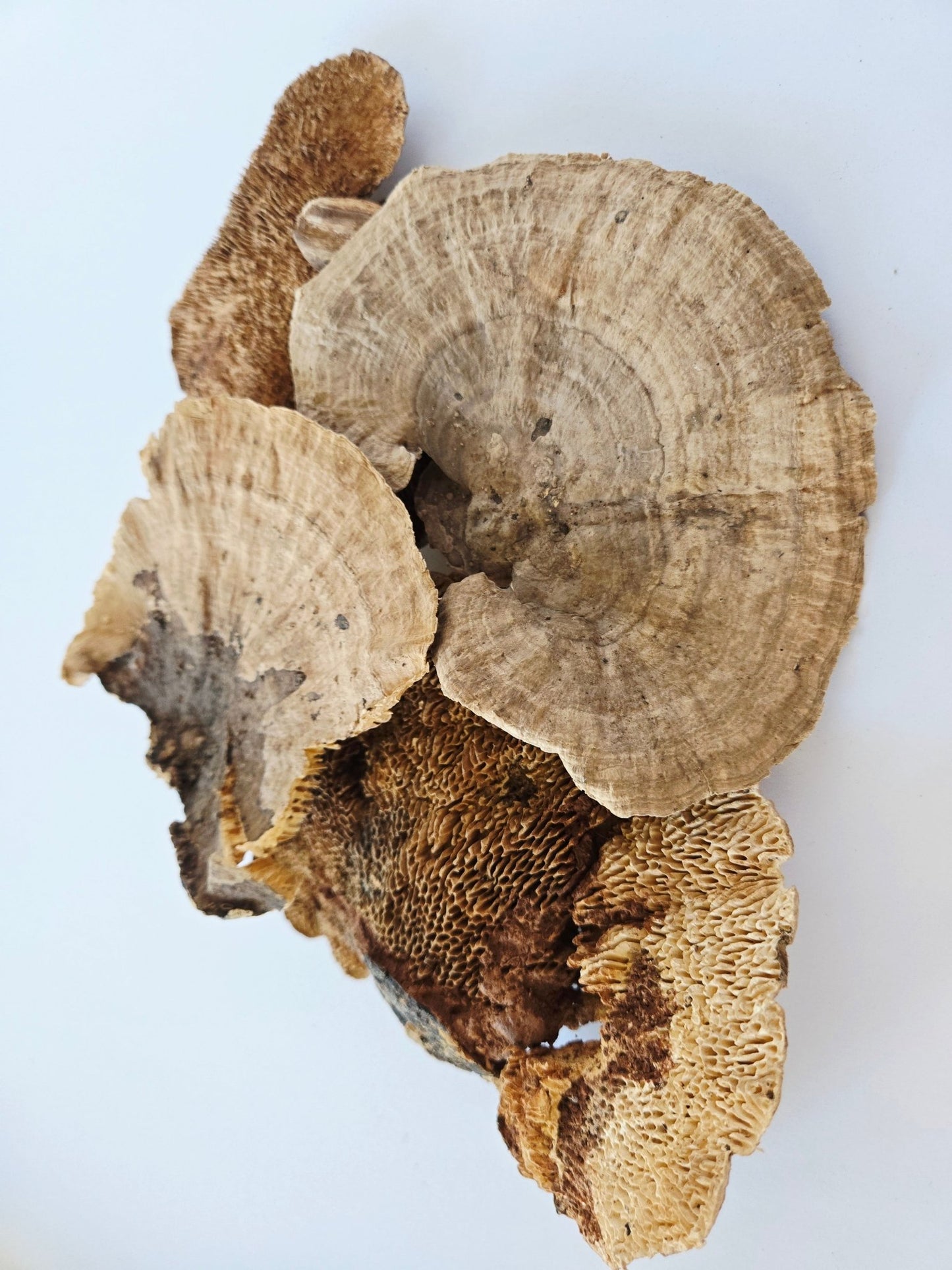 Sponge Mushroom Caps - IHEARTBUGS, INC.