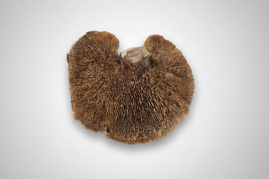 Sponge Mushroom Caps - IHEARTBUGS, INC.