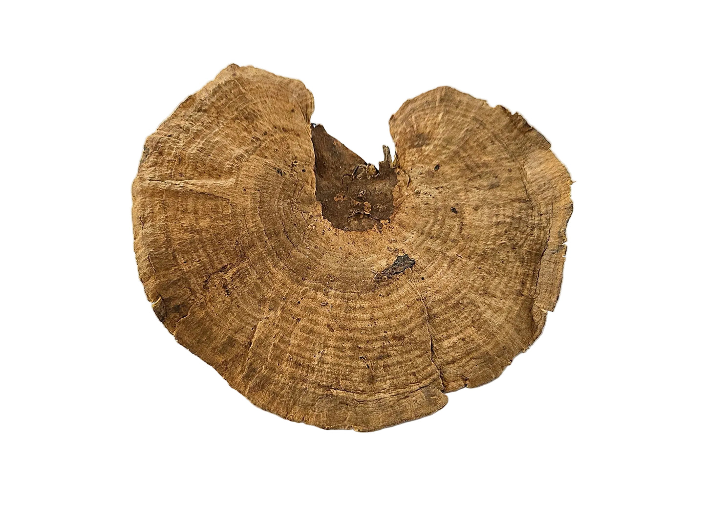 Sponge Mushroom Caps - IHEARTBUGS, INC.