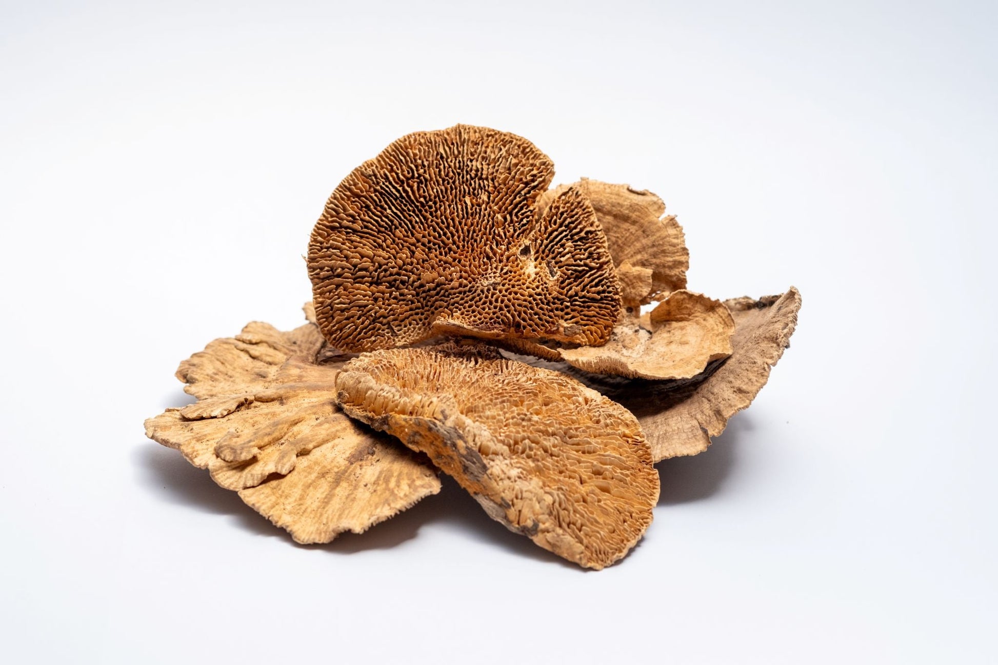 Sponge Mushroom Caps - IHEARTBUGS, INC.