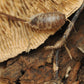 Sponge Mushroom Caps - IHEARTBUGS, INC.