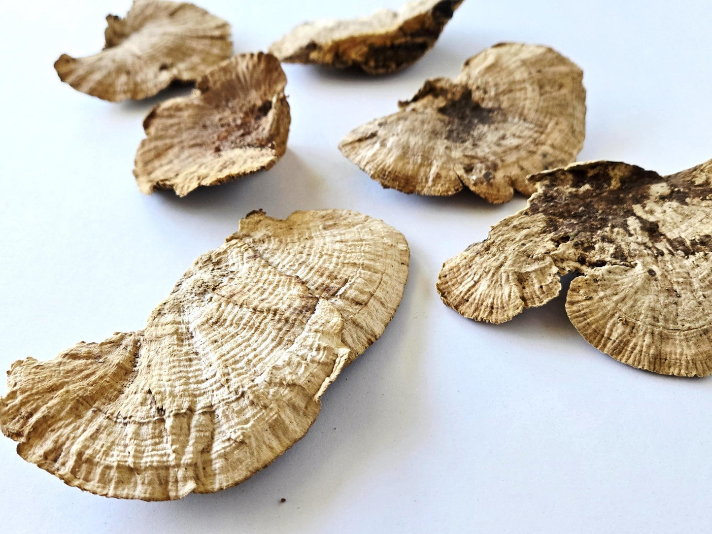 Sponge Mushroom Caps - IHEARTBUGS, INC.