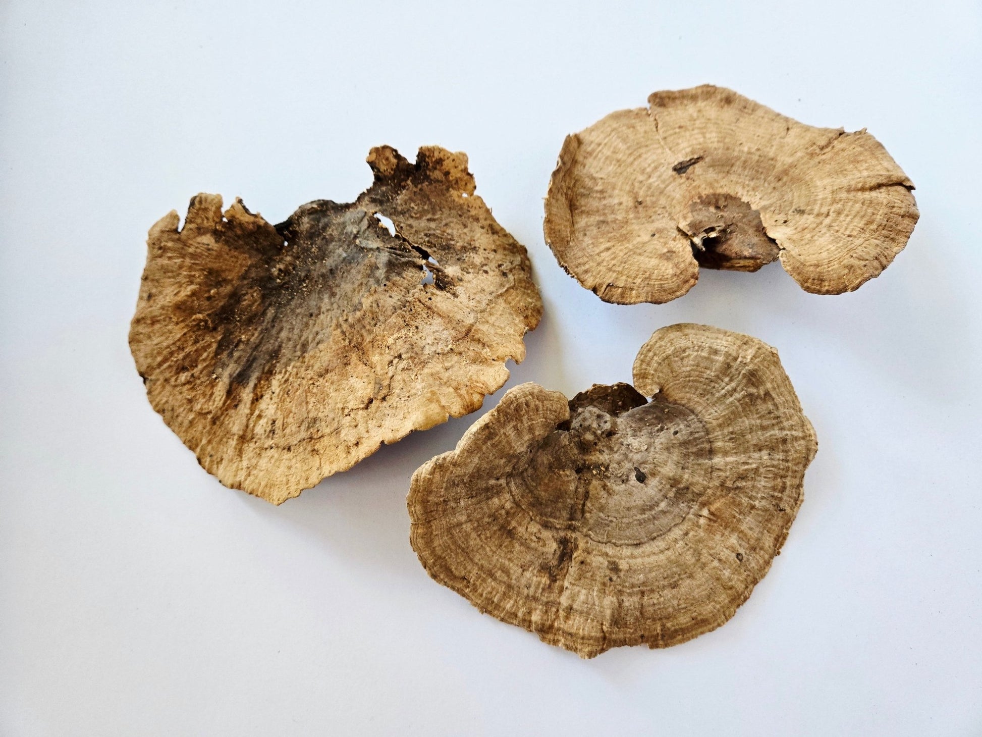 Sponge Mushroom Caps - IHEARTBUGS, INC.