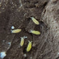 *SPRINGTAILS* Ceratophysella Sp. "Yellow" - IHEARTBUGS, INC.