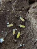 *SPRINGTAILS* Ceratophysella Sp. "Yellow" - IHEARTBUGS, INC.