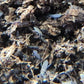 *SPRINGTAILS* Entomobrya confusa "Compost Varicolor" Springtails - IHEARTBUGS, INC.