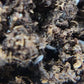 *SPRINGTAILS* Entomobrya confusa "Compost Varicolor" Springtails - IHEARTBUGS, INC.