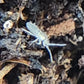 *SPRINGTAILS* Entomobrya unostrigata Cotton Springtails - IHEARTBUGS, INC.