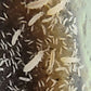 *SPRINGTAILS* Folsomia candida "Collembola/Temperate White" Springtails - IHEARTBUGS, INC.