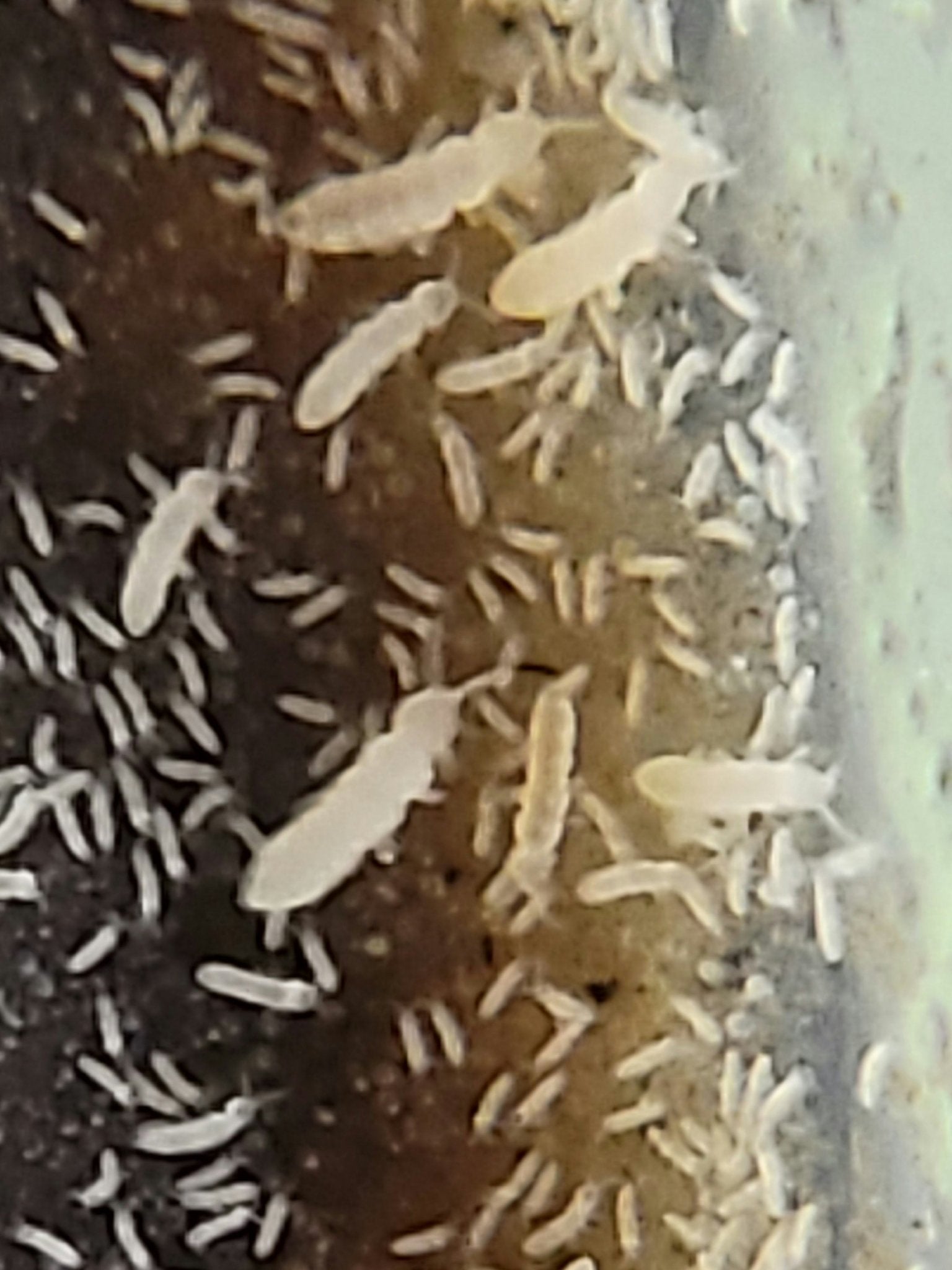 *SPRINGTAILS* Folsomia candida "Collembola/Temperate White" Springtails - IHEARTBUGS, INC.