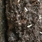 *SPRINGTAILS* Folsomia candida "Collembola/Temperate White" Springtails - IHEARTBUGS, INC.