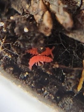 *SPRINGTAILS* Lobella "Thai Red" - IHEARTBUGS, INC.