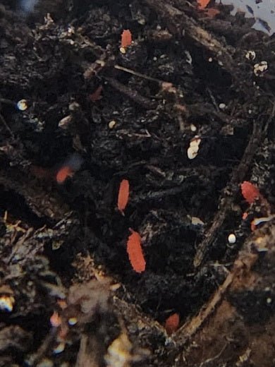 *SPRINGTAILS* Lobella "Thai Red" - IHEARTBUGS, INC.