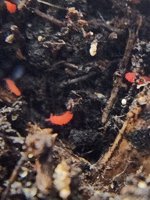 *SPRINGTAILS* Lobella "Thai Red" - IHEARTBUGS, INC.