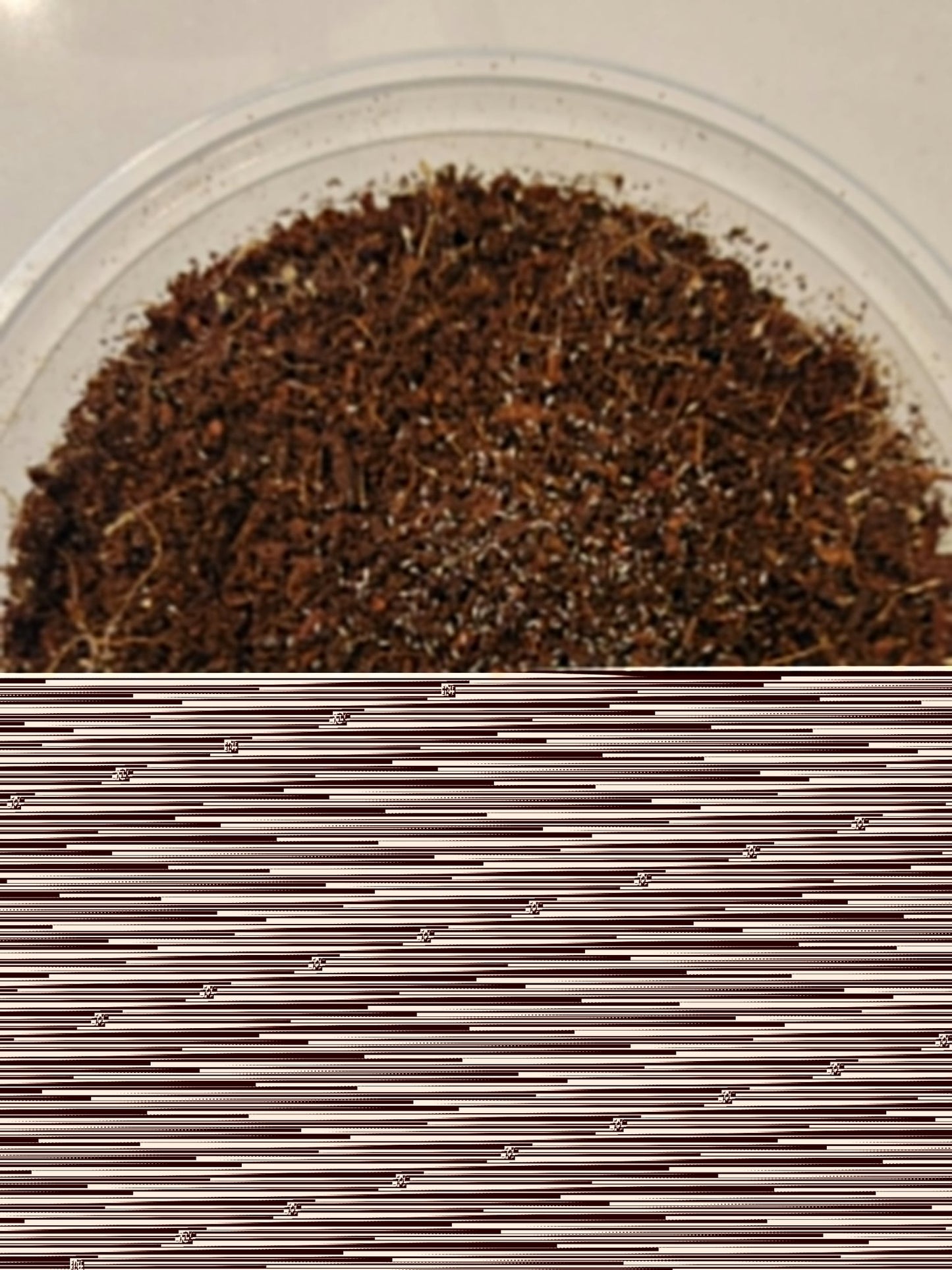 *SPRINGTAILS* Mixed culture of humid springtails *EXCELLENT FOR HUMID BIOACTIVE ENCLOSURES* - IHEARTBUGS, INC.