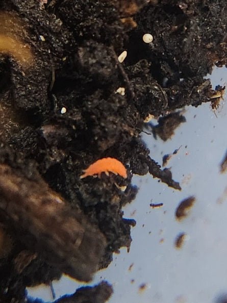 *SPRINGTAILS* Neanura growae "Florida Orange" - IHEARTBUGS, INC.