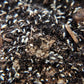 *SPRINGTAILS* Pseudosinella violenta Bylas Ant Springtails *EXCELLENT FOR BIOACTIVES* - IHEARTBUGS, INC.