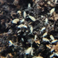 *SPRINGTAILS* Pseudosinella violenta Bylas Ant Springtails *EXCELLENT FOR BIOACTIVES* - IHEARTBUGS, INC.