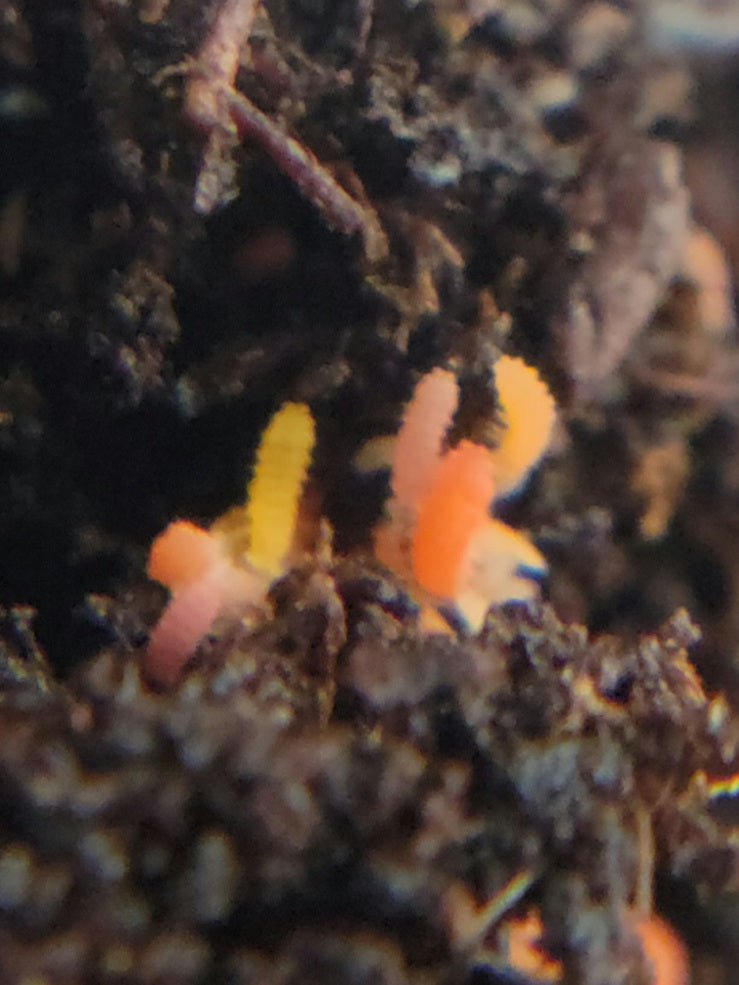 *SPRINGTAILS* Yuukianura aphoruroides "Orange" F/K/A Protanura sp. "Orange" - IHEARTBUGS, INC.