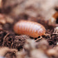 St. Lucia Isopods (Armadillidium vulgare) - IHEARTBUGS, INC.