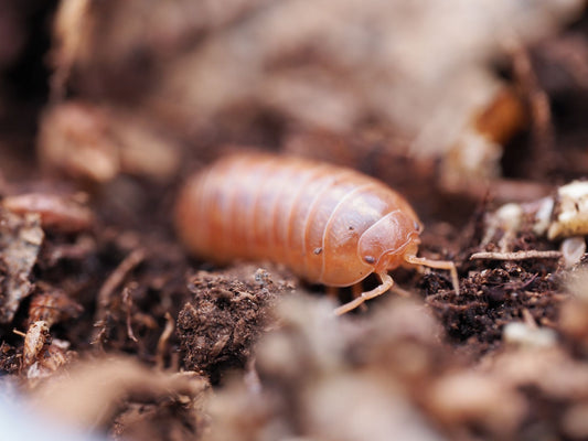 St. Lucia Isopods (Armadillidium vulgare) - IHEARTBUGS, INC.