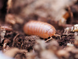 St. Lucia Isopods (Armadillidium vulgare) - IHEARTBUGS, INC.