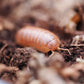 St. Lucia Isopods (Armadillidium vulgare) - IHEARTBUGS, INC.