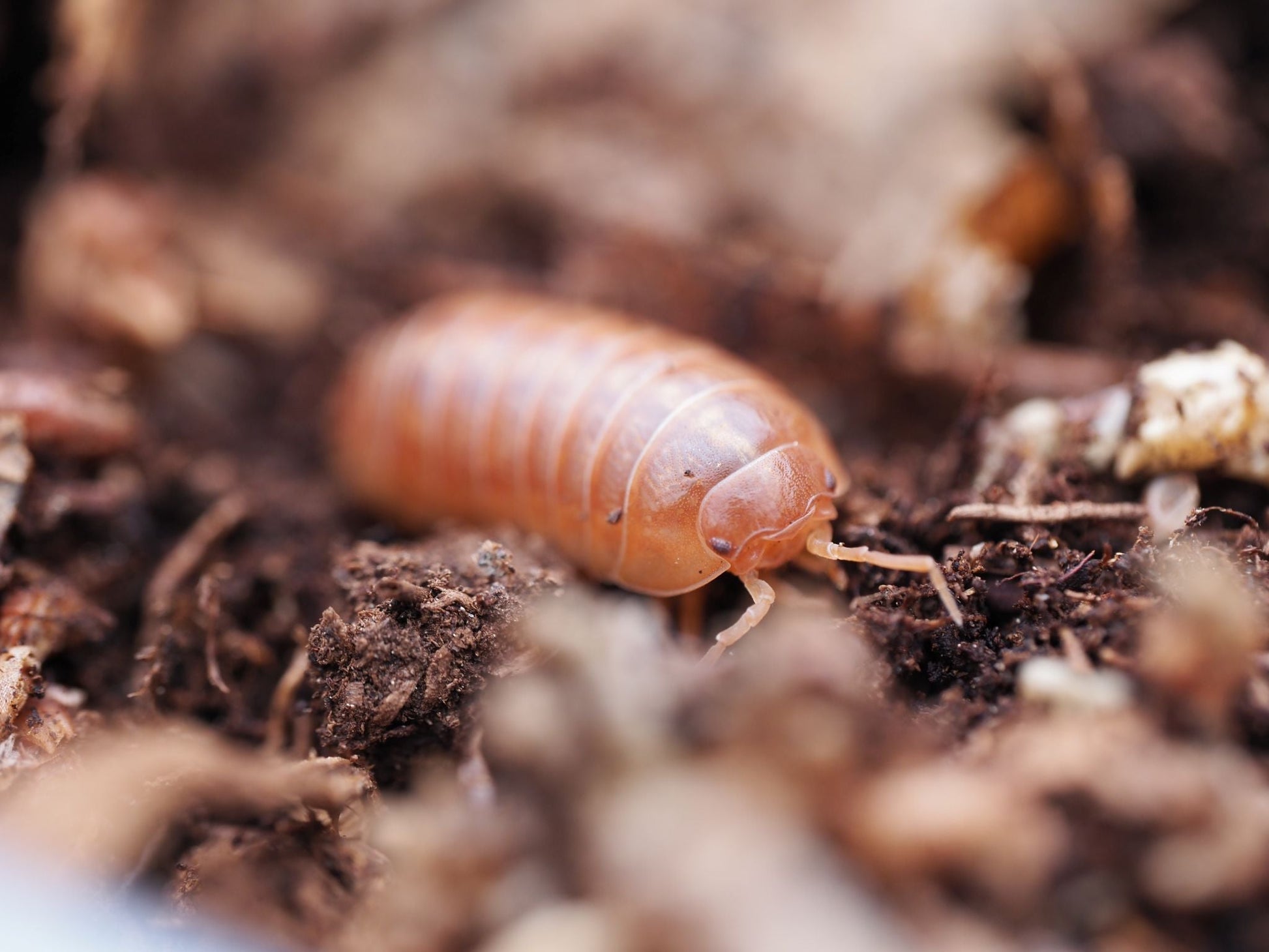 St. Lucia Isopods (Armadillidium vulgare) - IHEARTBUGS, INC.