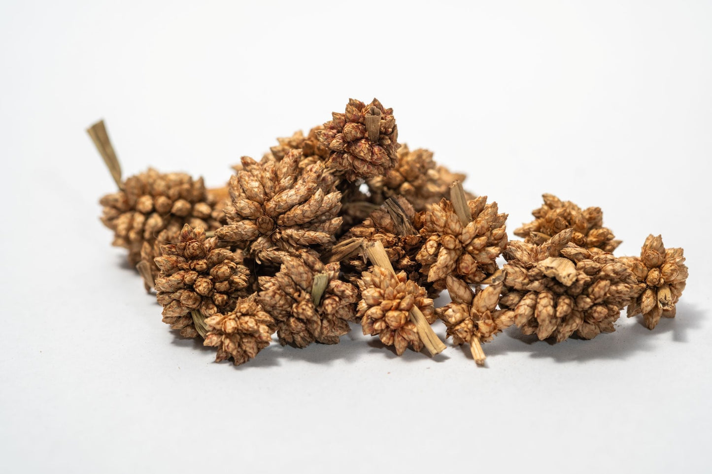 Star Flower Pods - 10 Count - IHEARTBUGS, INC.