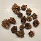 Star Flower Pods - 10 Count - IHEARTBUGS, INC.