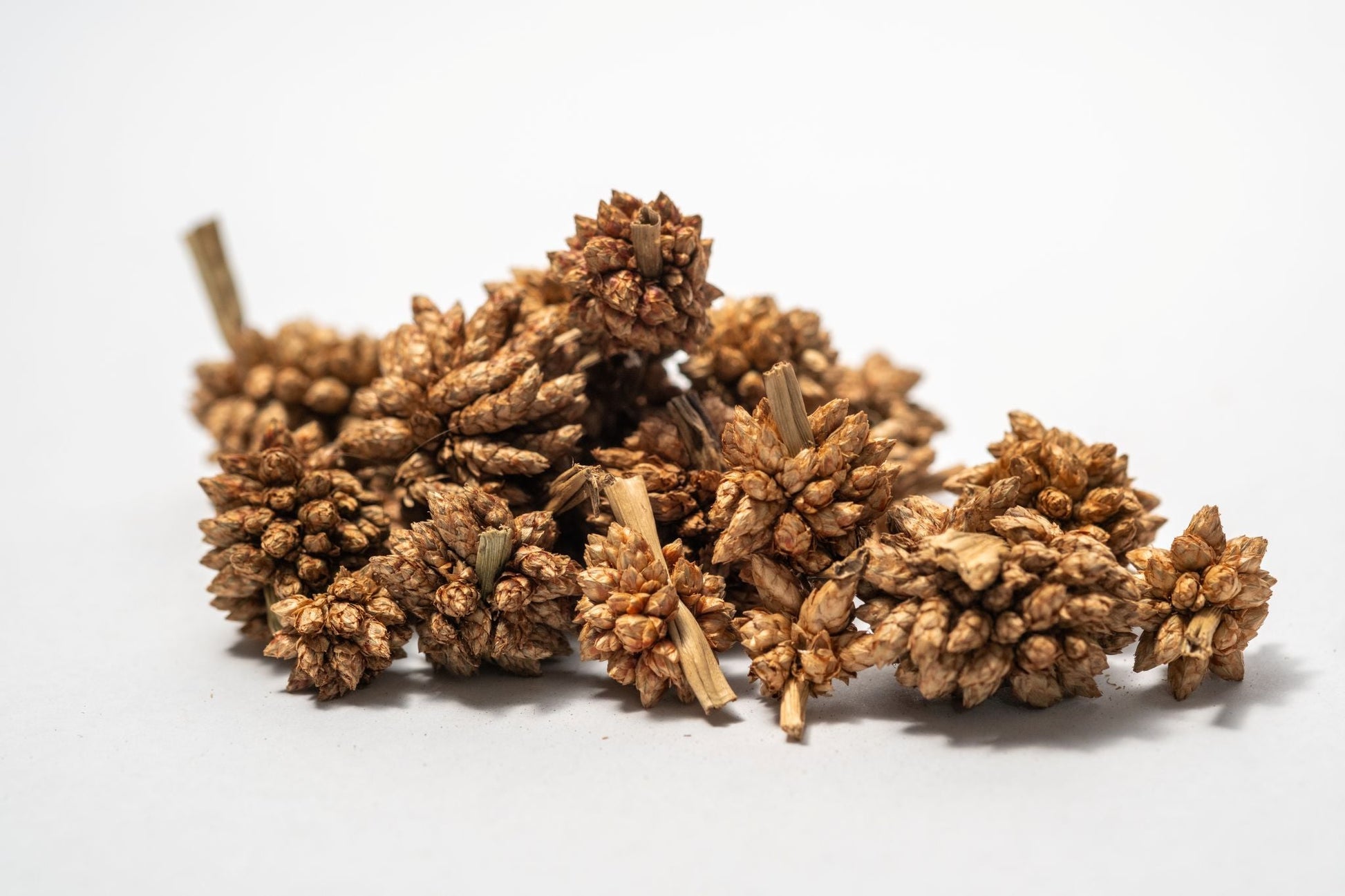 Star Flower Pods - 10 Count - IHEARTBUGS, INC.