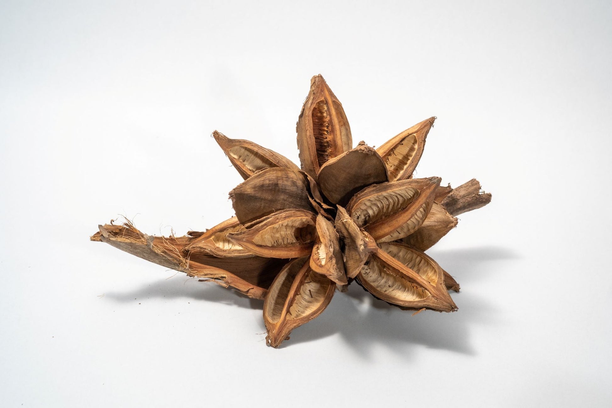 Starry Pod 12 - 16" - IHEARTBUGS, INC.