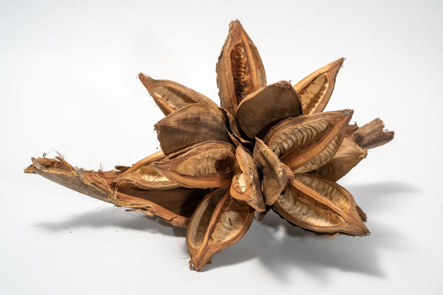 Starry Pod 12 - 16" - IHEARTBUGS, INC.