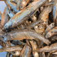 Sun - Dried Minnows - IHEARTBUGS, INC.