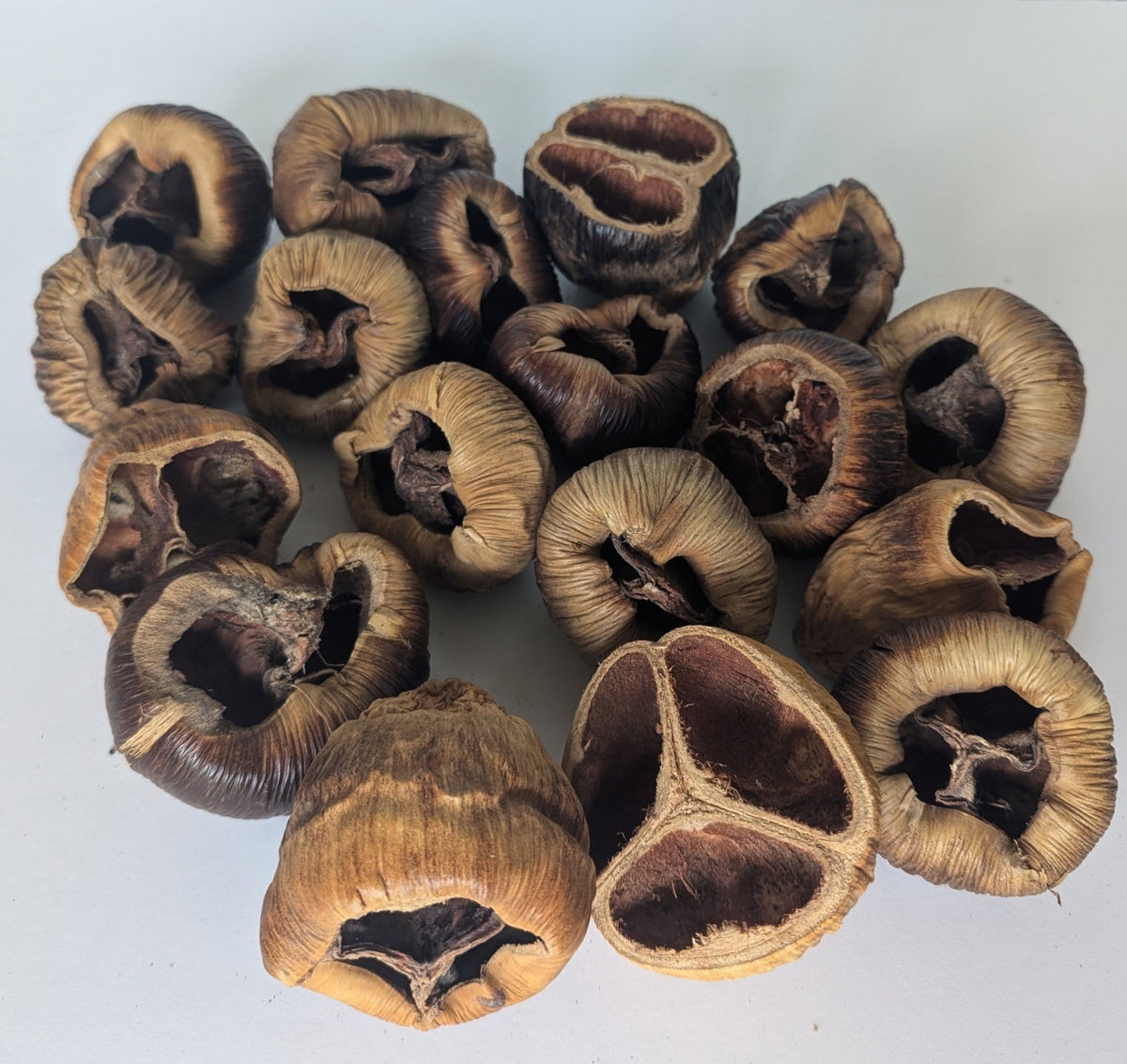 Talami Pods - IHEARTBUGS, INC.