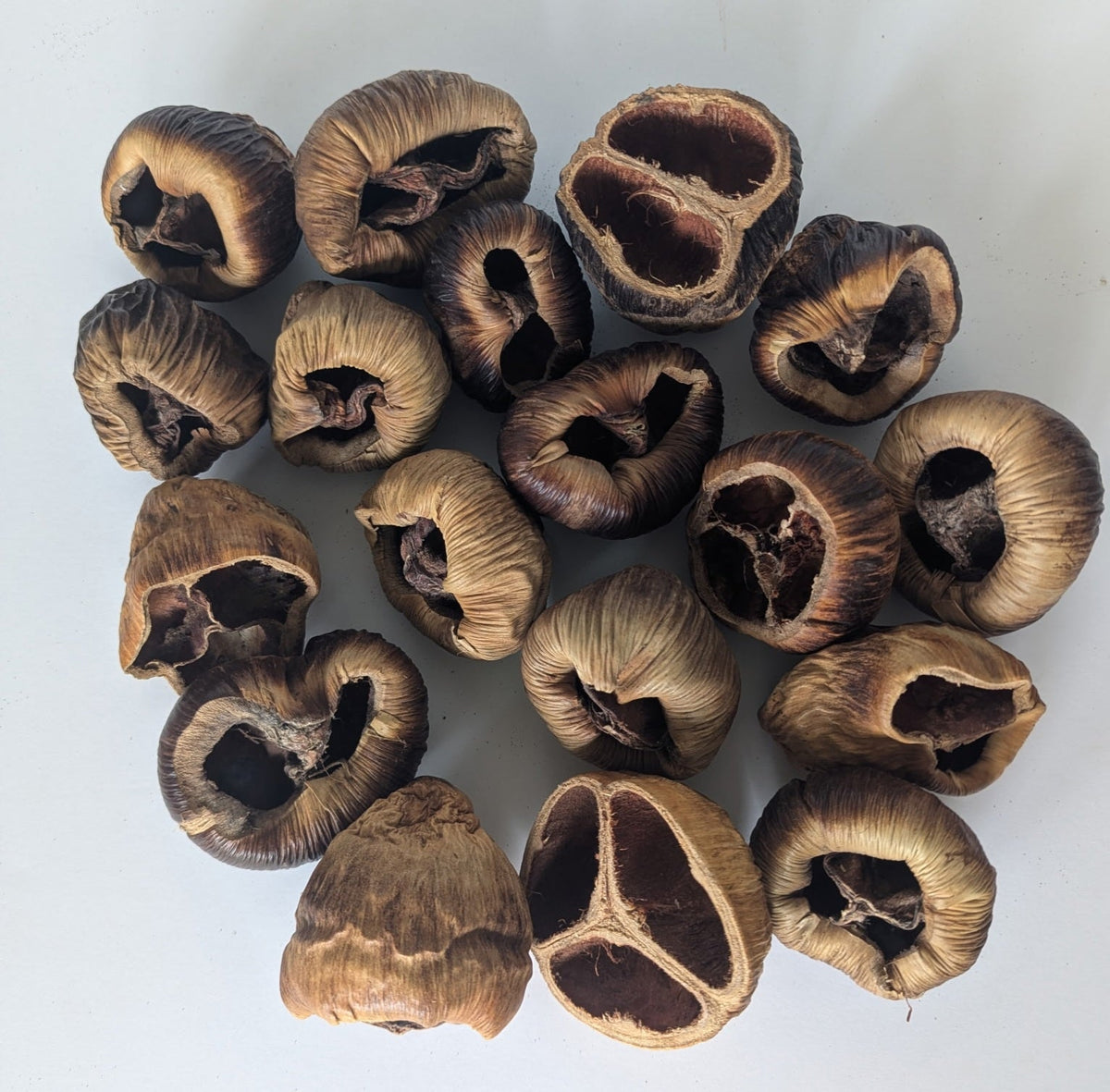 Talami Pods - IHEARTBUGS, INC.