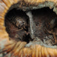Talami Pods - IHEARTBUGS, INC.