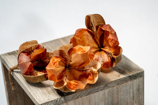 Tefe Rose Pod - IHEARTBUGS, INC.