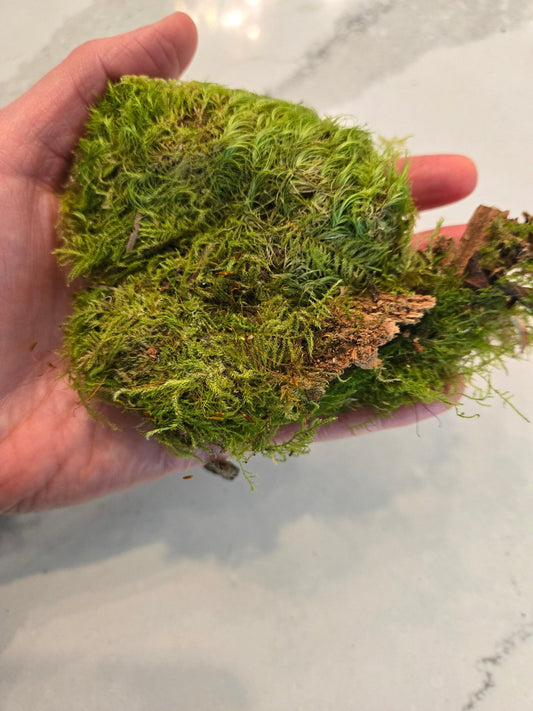 Terrarium Moss Grab Bag - 1 Gallon - IHEARTBUGS, INC.