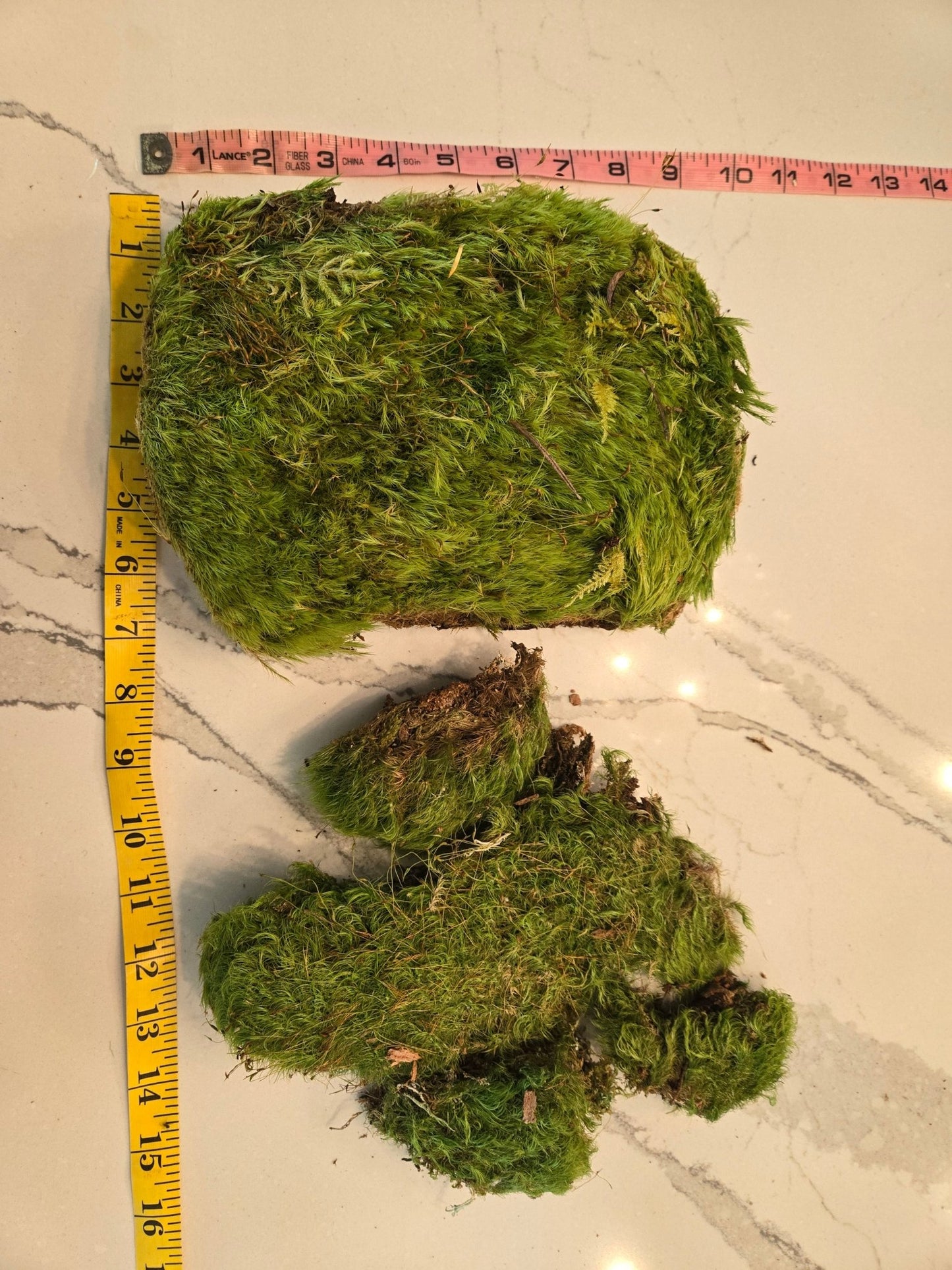 Terrarium Moss Grab Bag - 1 Gallon - IHEARTBUGS, INC.