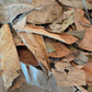 A close-up photo of the Tropical Leaf Litter Mix by I Heart Bugs, showing dry, overlapping leaves in various shapes and sizes—perfect as organic leaf litter for blackwater aquariums or bioactive enclosures. The leaves have curled edges, visible veins, occasional holes, and surface cracks for added texture. Their colors range from light tan to deep brown, creating a rich, autumnal scene.