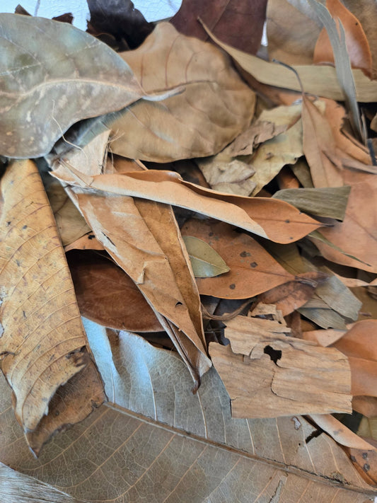 A close-up photo of the Tropical Leaf Litter Mix by I Heart Bugs, showing dry, overlapping leaves in various shapes and sizes—perfect as organic leaf litter for blackwater aquariums or bioactive enclosures. The leaves have curled edges, visible veins, occasional holes, and surface cracks for added texture. Their colors range from light tan to deep brown, creating a rich, autumnal scene.