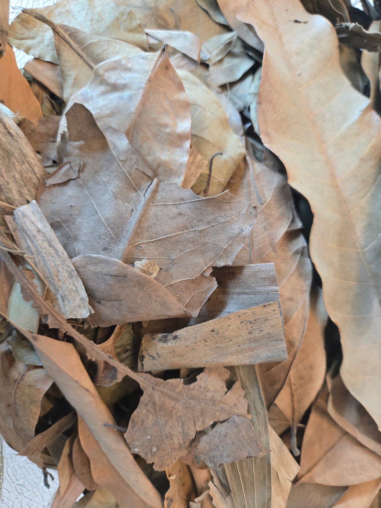 A close-up of I Heart Bugs’ Tropical Leaf Litter Mix – ADD ON TO LIVE ANIMAL PURCHASES shows a pile of assorted dried leaves and bark pieces, perfect for creating organic leaf litter in bioactive enclosures. The brown and tan foliage displays varied shapes and textures, with crisp edges and wrinkled surfaces layered together. The lighting accentuates the delicate veins and casting subtle shadows among the mix.