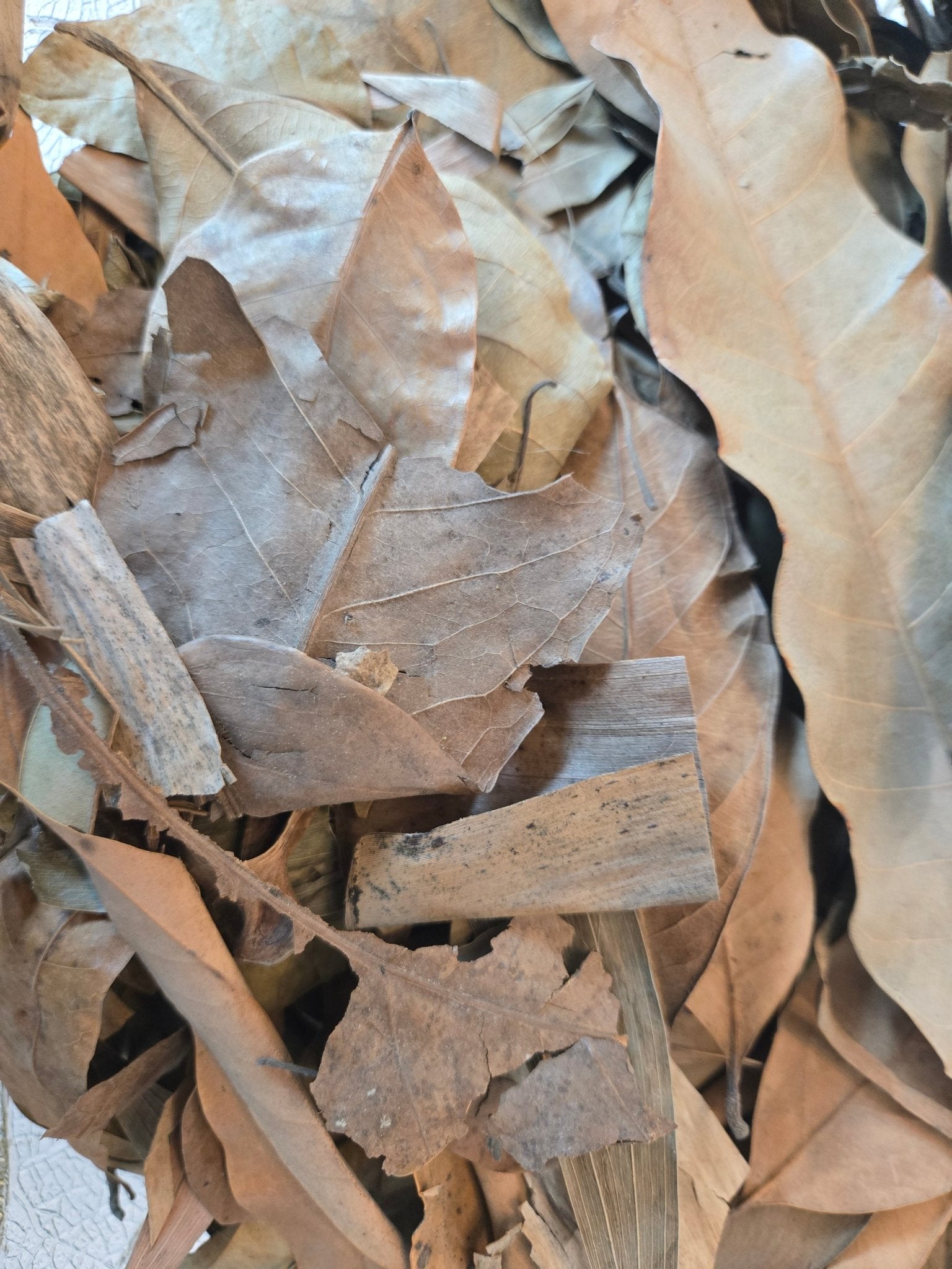 A close-up of I Heart Bugs’ Tropical Leaf Litter Mix – ADD ON TO LIVE ANIMAL PURCHASES shows a pile of assorted dried leaves and bark pieces, perfect for creating organic leaf litter in bioactive enclosures. The brown and tan foliage displays varied shapes and textures, with crisp edges and wrinkled surfaces layered together. The lighting accentuates the delicate veins and casting subtle shadows among the mix.