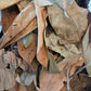 A close-up of I Heart Bugs’ Tropical Leaf Litter Mix—available as an add-on to live animal purchases—shows a pile of dried leaves in shades of brown, tan, and muted green. The curled and overlapping leaves display natural texture, veins, and small tears, emphasizing their brittle, dehydrated state—an excellent organic addition often used in bioactive enclosures to promote healthy microhabitats.