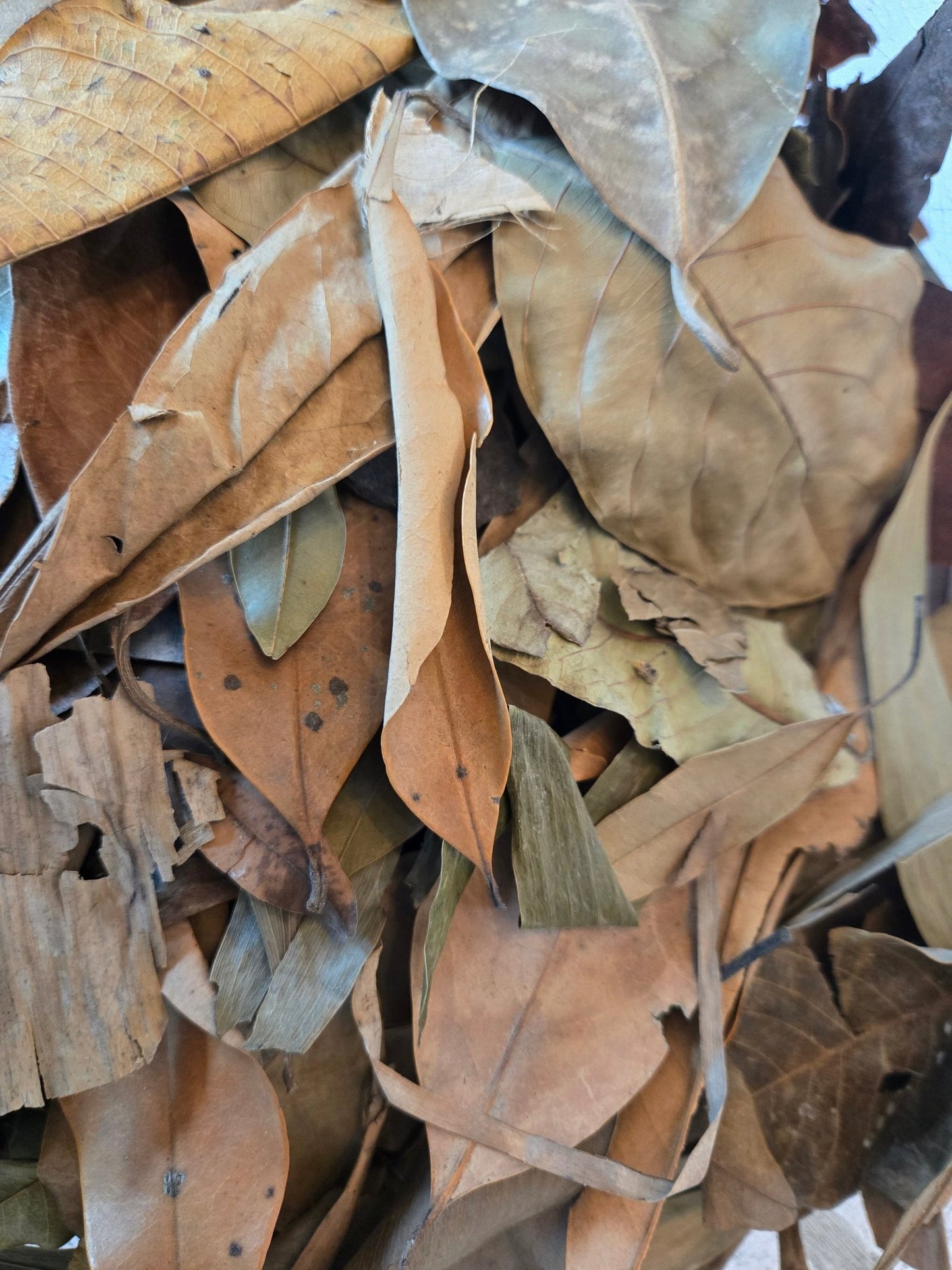 A close-up of I Heart Bugs’ Tropical Leaf Litter Mix—available as an add-on to live animal purchases—shows a pile of dried leaves in shades of brown, tan, and muted green. The curled and overlapping leaves display natural texture, veins, and small tears, emphasizing their brittle, dehydrated state—an excellent organic addition often used in bioactive enclosures to promote healthy microhabitats.