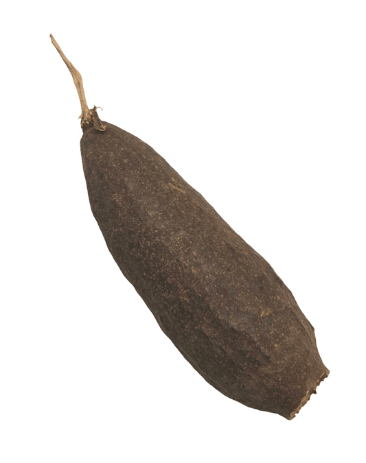The I Heart Bugs Trumpet Seed Pod is a single, whole, dark brown dried pod with a rough texture and small stem, resembling a sausage, often used in bioactive terrariums. Isolated on a white background.